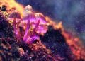 Pink glowing mushrooms coming out of the ground
