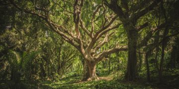 356716772-veeterzy-smqil_2v4vs-unsplash | Sensi Magazine